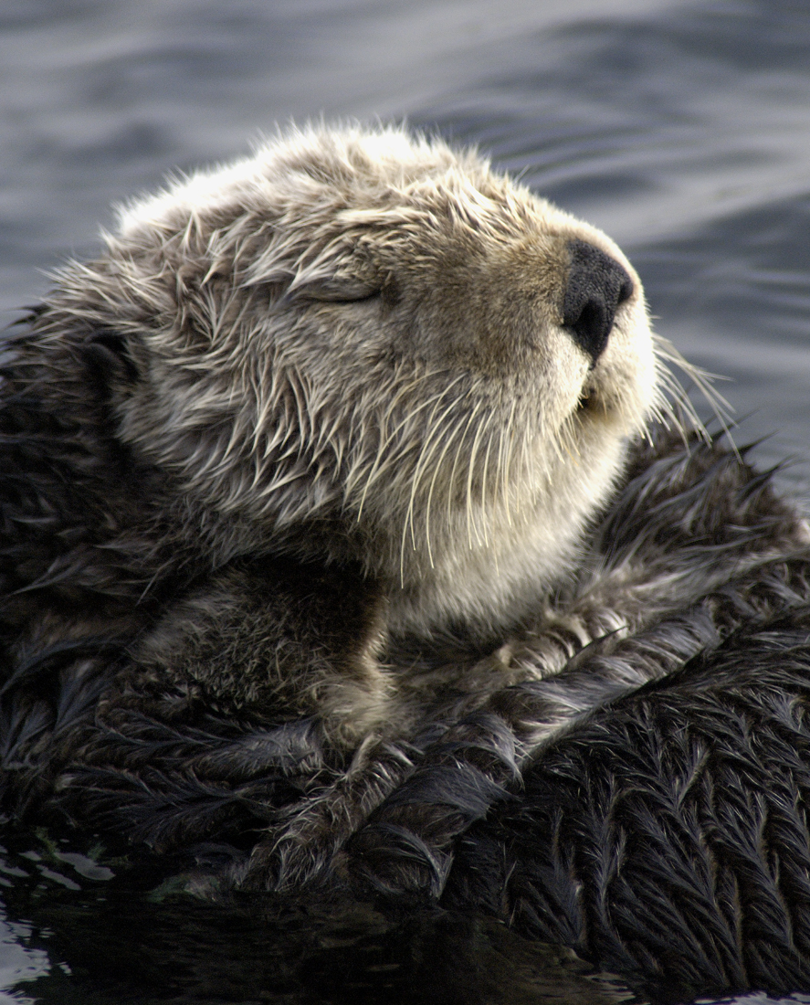 Sea  Otter Face (Morro Bay, CA)