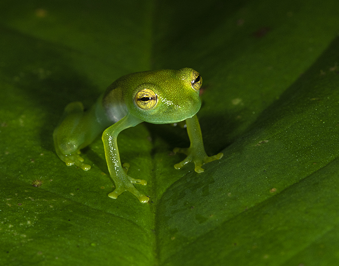 Suretka Glass Frog