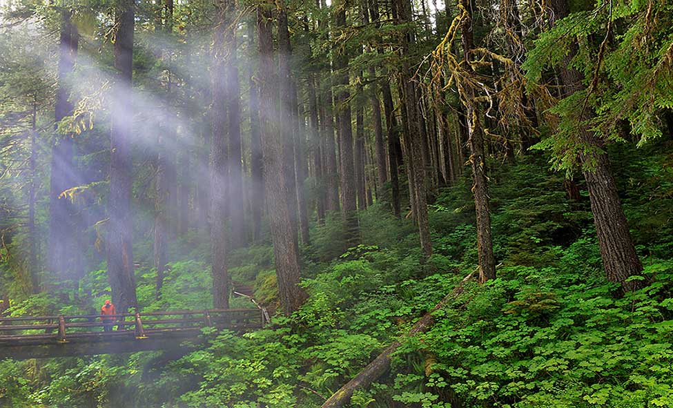Light In The Forest Olympic National Park, WA