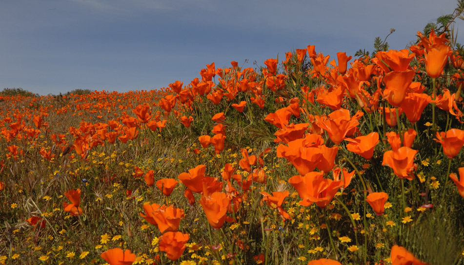 Wild Poppies Southern CA